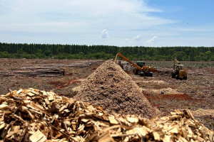 Grupo Eko - Lenha e Cavaco Especial de Eucalipto